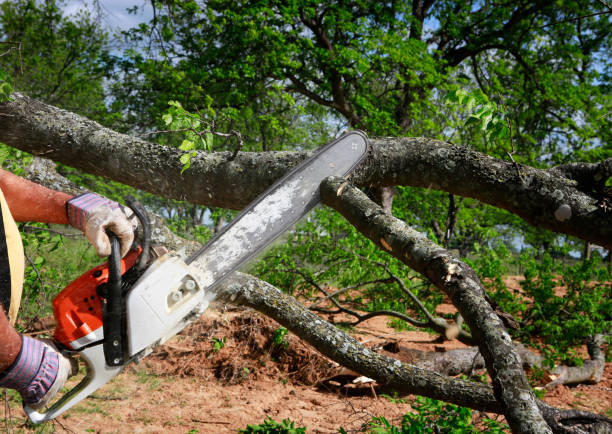 Reliable Minerva, OH Tree Service Solutions